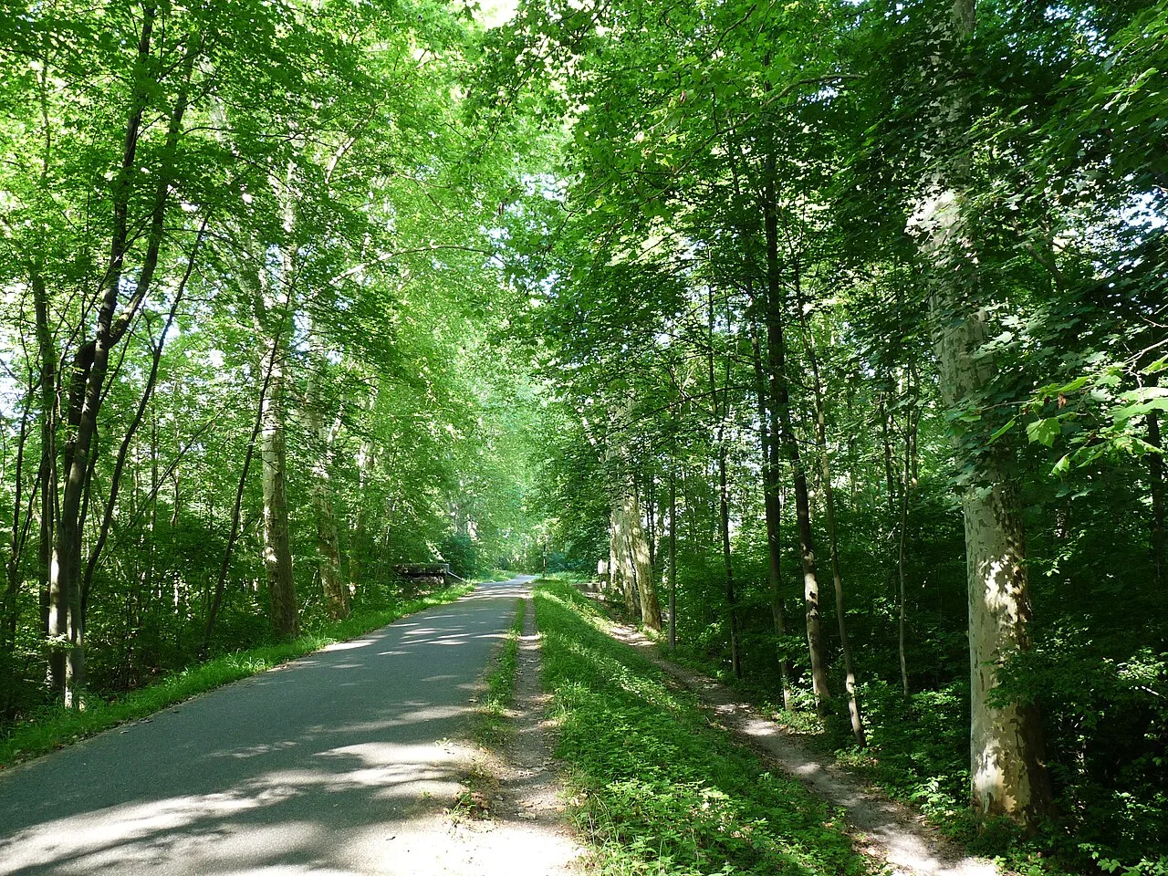 Forêt de la Robertsau (Strasbourg), vue du site