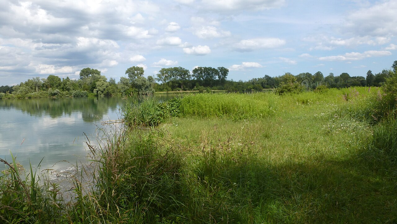 Réserve naturelle de l'île du Rohrschollen (Strasbourg), vue du site