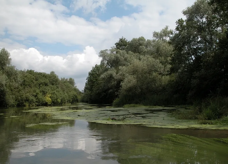 Réserve naturelle du Taubergießen (Rust), vue du site